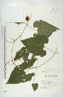 藏品(青牛膽)的圖片