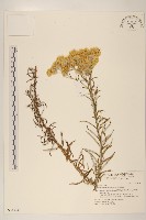 藏品(秋鼠麴草)的圖片