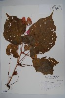 藏品(溪頭秋海棠)的圖片