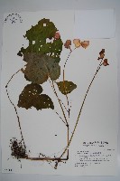 藏品(溪頭秋海棠)的圖片