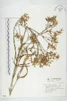 藏品(倒吊蓮、匙葉燈籠草)的圖片