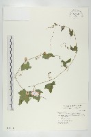 藏品(倒吊金鐘、天花)的圖片