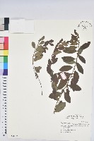 藏品(葉底珠、市蔥密花葉底珠)的圖片