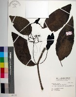 藏品(皮孫木)的圖片