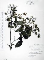 藏品(柱果鐵線蓮)的圖片