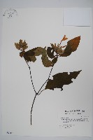 藏品(長花九頭獅子草、山藍)的圖片