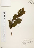 藏品(盤龍木、牛筋藤)的圖片