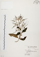 藏品(旋莢木)的圖片