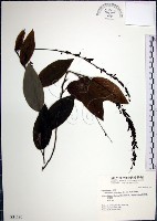 藏品(大葉山螞蝗)的圖片