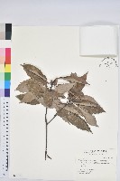 藏品(青剛櫟、鐵椆)的圖片