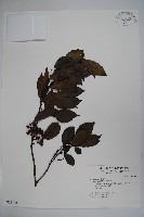 藏品(鐵冬青)的圖片