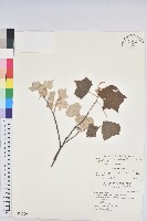 藏品(白匏子)的圖片