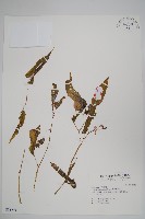 藏品(臺灣秋海棠)的圖片