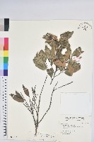 藏品(長尾栲、長尾柯、長尾尖葉櫧)的圖片