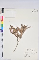 藏品(灰背櫟)的圖片