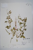 藏品(向天黃)的圖片