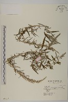 藏品(野艾蒿)的圖片