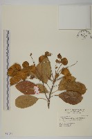 藏品(馬尼拉欖仁樹)的圖片