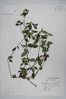 藏品(早田氏爵床)的圖片