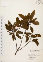 藏品(香楠)的圖片