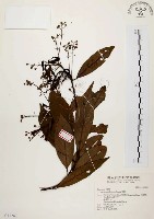 藏品(香楠)的圖片