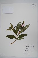 藏品(蘿芙木)的圖片