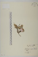 藏品(尼泊爾籟簫)的圖片