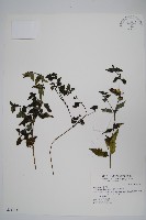 藏品(蘆利草)的圖片