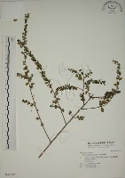 藏品(小葉黃鱔藤)的圖片