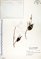 藏品(白榕、垂榕)的圖片