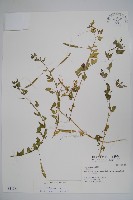 藏品(平伏莖白花菜、成功白花菜)的圖片