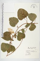 藏品(盒果藤)的圖片