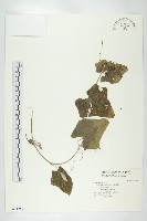 藏品(紅瓜)的圖片