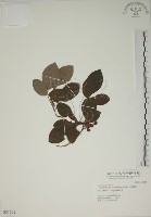 藏品(白木蘇花)的圖片