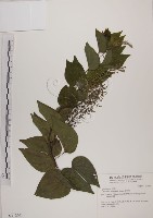 藏品(菊花木)的圖片