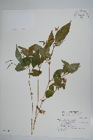 藏品(紫花鳳仙花)的圖片