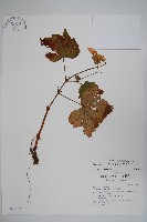 藏品(裂葉秋海棠)的圖片