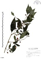 藏品(龍珠)的圖片