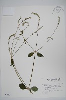 藏品(日本牛膝)的圖片