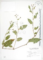 藏品(火炭母草、清飯藤)的圖片