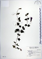 藏品(倒地蜈蚣、四角銅鑼)的圖片