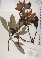 藏品(高氏桑寄生)的圖片