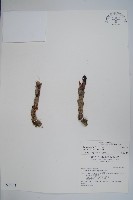 藏品(穗花蛇菰)的圖片