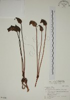 藏品(野菰)的圖片