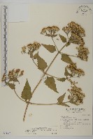 藏品(香澤蘭、飛機草)的圖片