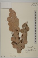 藏品(蘭嶼裸實)的圖片