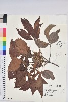 藏品(茄苳、重陽木)的圖片