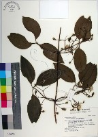 藏品(厚葉鐵線蓮)的圖片