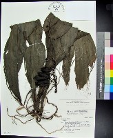 藏品(白鶴蘭)的圖片