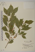 藏品(大丁黃)的圖片